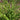 Athyrium filix-femina 'Frizelliae' - 2026