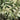 Athyrium niponicum 'Metallicum' - 2026