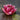Nymphaea Atropurpurea - 2026