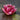 Atropurpurea Water Lily - Pond Plants - LW29