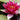 Atropurpurea Water Lily - Pond Plants - LW29