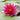 Attraction Water Lily - Pond Plants - LW02