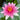 Attraction Water Lily - Pond Plants - LW02