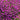 Aubretia hybrida axcent antique - Rose 1.5L