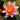 Nymphaea unnamed mixed winter hardy - 2026