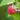 Autumn Bliss Raspberry