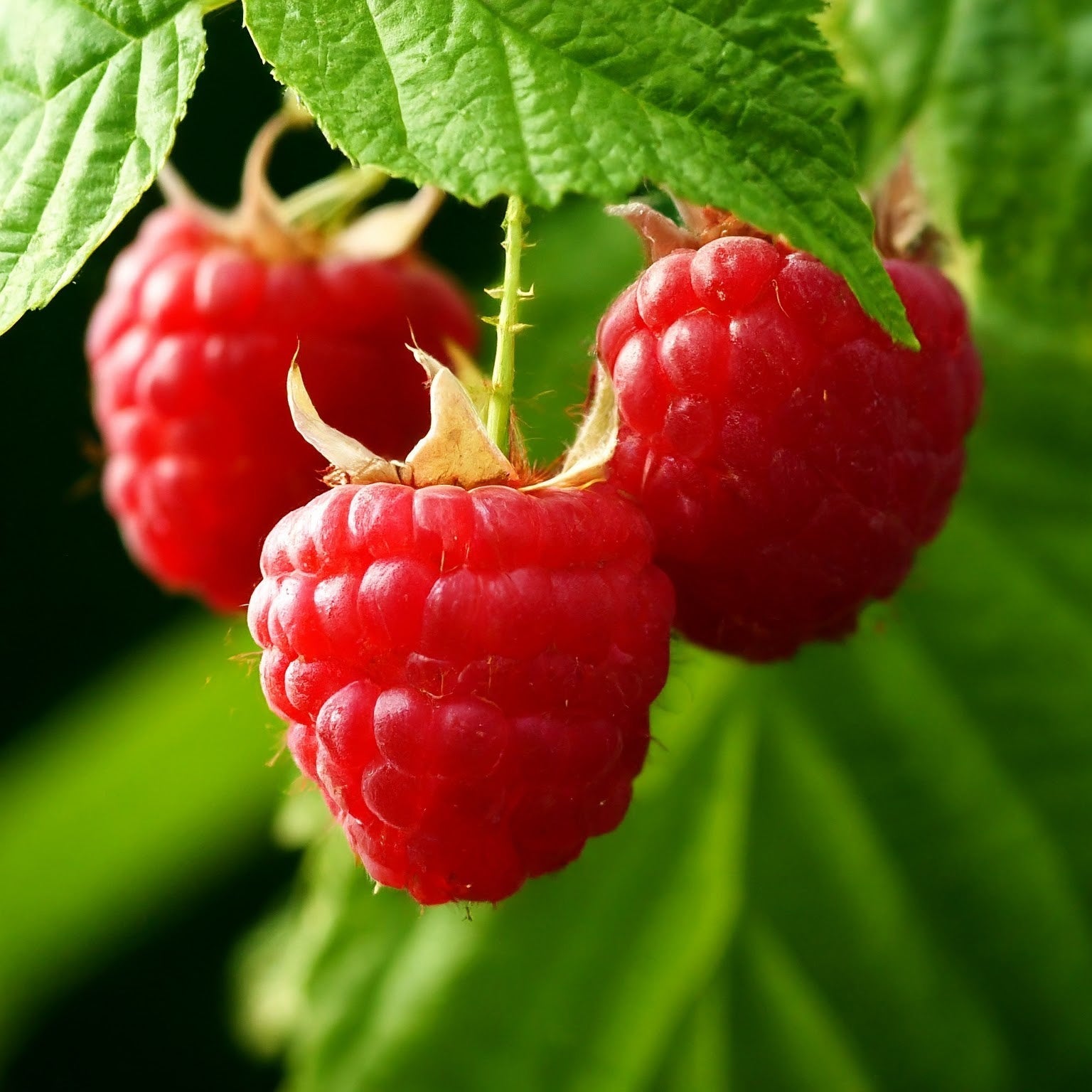 Autumn Treasure Raspberry – Lincspplants