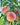 Avalon Pride Peach