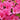 Mix of 4 Azaleas 1.5L