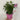 Azalea 'Pink Spider' 1.5L