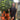 5ft Double Spiral Stem Standard Bay Tree | Laurus nobilis | 130-150cm
