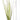 Acorus gramineus - Tropical Water Live Aquarium Plants