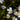 Baldellia ranunculoides (Lesser water plaintain) - Marginal Pond Plants - MP010