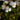 Baldellia ranunculoides (Lesser water plaintain) - Marginal Pond Plants - MP010