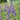 Baptisia australis - 2026