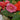 Begonia 'Non-Stop' | Tray of 6 Mixed Plants