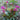 Bergenia 'Abendglut' - 2026