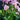 Bergenia 'Baby Doll' - 2026