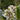 Bergenia 'Bach' - 2026