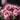 Bergenia 'Eden's Dark Margin' - 2026