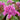 Bergenia 'Morgenröte' - 2026