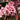Bergenia 'Pink Dragonfly' - 2026