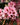 Bergenia 'Pink Dragonfly' - 2026