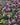 Bergenia 'Winterglöd' - 2026