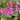 Bergenia cordifolia - 2026