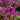 Bergenia cordifolia 'Eroica' - 2026