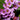 Bergenia cordifolia 'Purpurea' - 2026