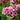 Bergenia cordifolia 'Rotblum' - 2026