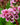 Bergenia Cordifolia 'Rotblum'