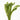 ELODEA DENSA x 20 Stems (4 Bunch of 5) x Oxygenating Weed Live Pond Plant