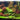 Aquatic plants range for 80 l aquarium (13)