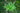 Blechnum Spicant
