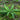 Blechnum Spicant