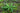 Blechnum Spicant