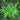 Blechnum spicant - 2026