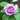 Blue Moon Rose | Hybrid Tea | 4L Potted Rose (PRE ORDER DECEMBER '25)