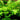 Bolbtis Heteroclita - Live Aquarium Plants …