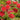 Callistemon citrinus splendens | Bottle Brush Plant | 2L