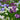 Iris Ensata Breeders Mix - BPX049 Packs