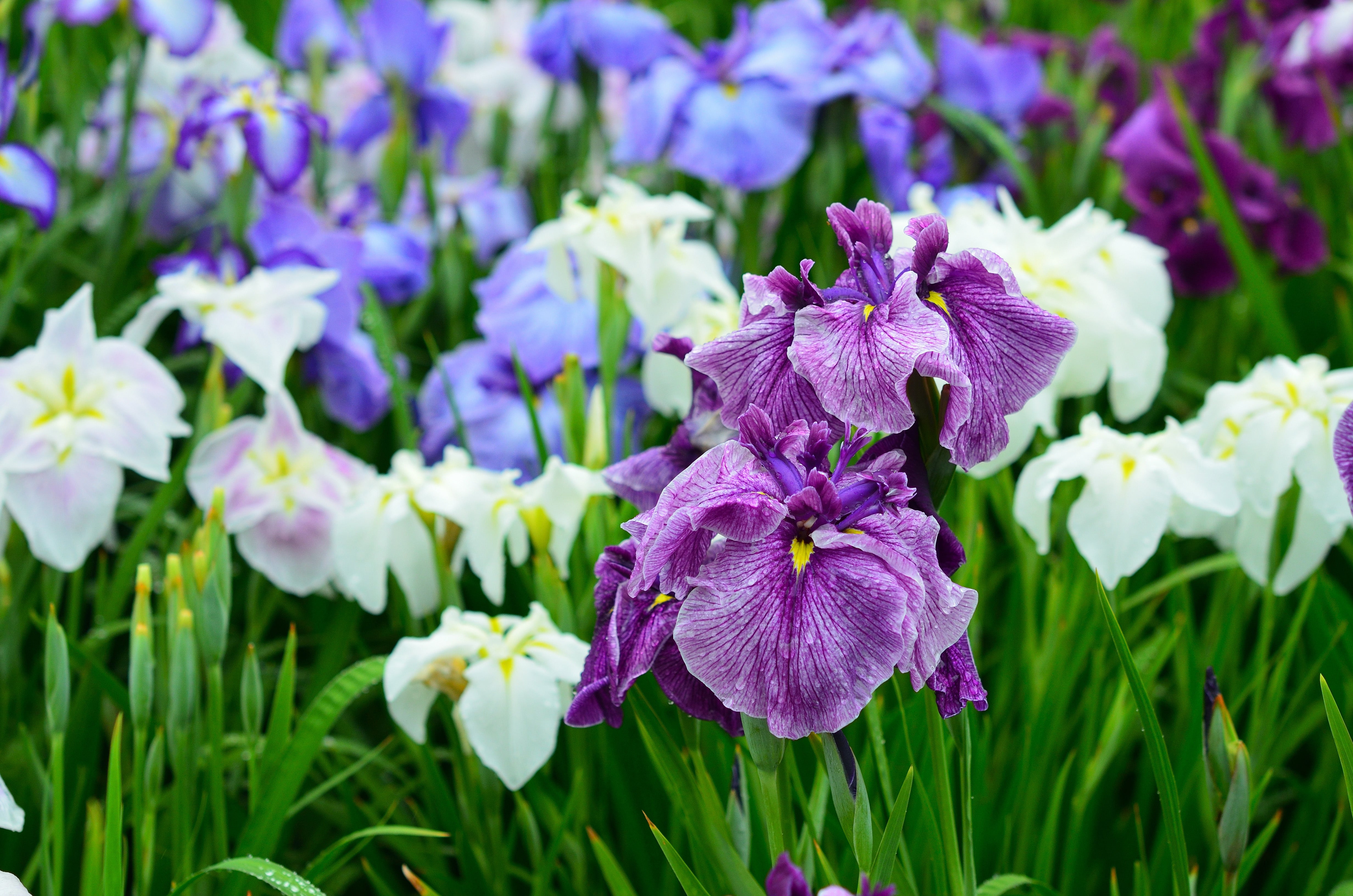 Iris Ensata Breeders Mix - Marginal Pond Plants - BPX049 – Lincspplants