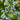 Brunnera macrophylla - 2026