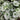 Brunnera macrophylla 'Alexander's Great' - 2026