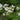 Brunnera macrophylla 'Betty Bowring' - 2026