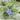 Brunnera macrophylla 'Jack Frost' - 2026