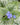 Brunnera macrophylla 'Jack Frost' - 2026
