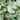 Brunnera macrophylla 'Mr Morse' - 2026